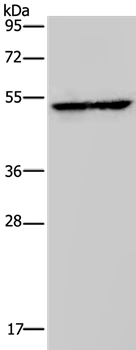 HMGCS2 Antibody