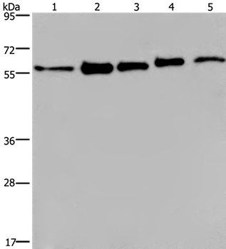 HNRNPL Antibody