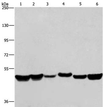 HNRNPH1 Antibody