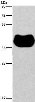 HRH2 Antibody