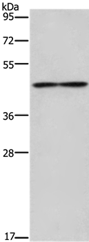 IL5RA Antibody