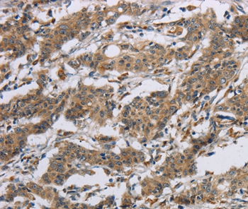 SYN2 Antibody