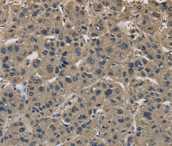 IMPAD1 Antibody