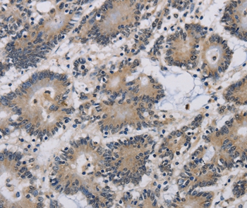 IMPAD1 Antibody