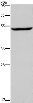 IMPDH1 Antibody