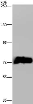 MAPK8IP1 Antibody