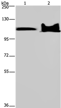 KDM4C Antibody