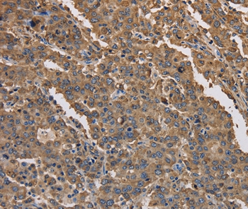 KCNG1 Antibody