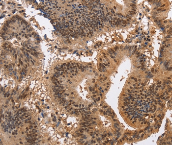 KCNG2 Antibody