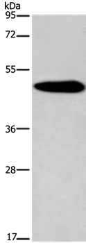 KCNG2 Antibody