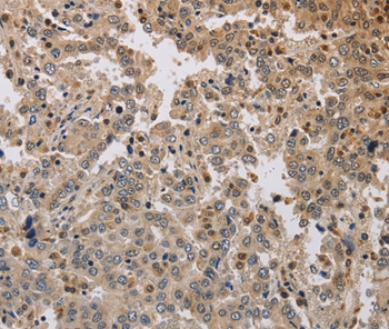 KCNG3 Antibody