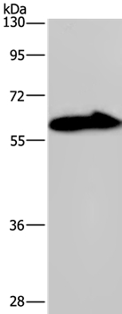 KCNG4 Antibody