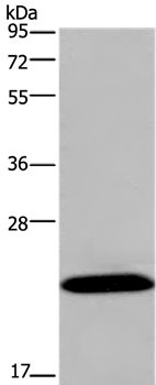 KCNMB4 Antibody