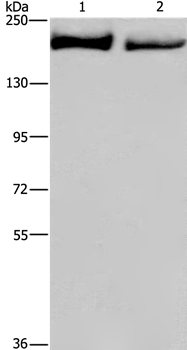 KIDINS220 Antibody