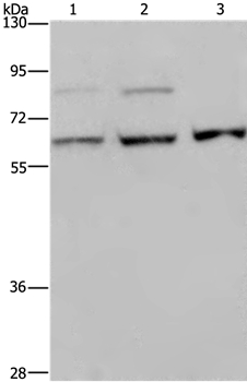 KIF22 Antibody