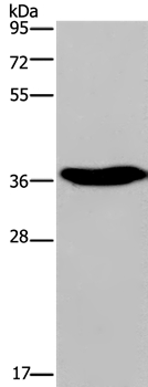 ELAVL3 Antibody