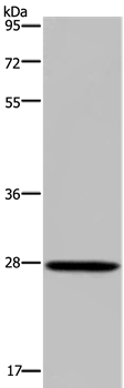 KLK14 Antibody