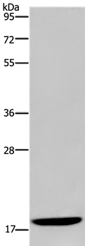 KLLN Antibody