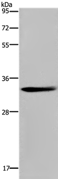 ANP32E Antibody