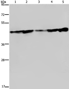 CERS4 Antibody