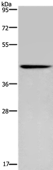 CERS5 Antibody