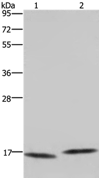 MAP1LC3C Antibody