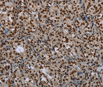 LEO1 Antibody