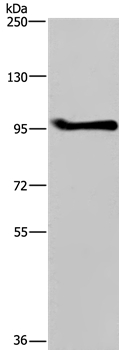 LLGL1 Antibody