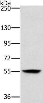 LOXL1 Antibody