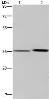 MAGEF1 Antibody