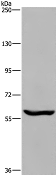 MAGEL2 Antibody