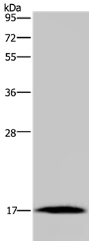 MARVELD1 Antibody