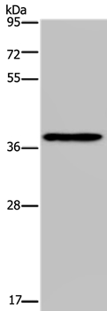 PCBP4  Antibody