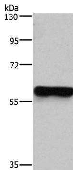 MFSD2A Antibody