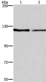 ATP2A1 Antibody