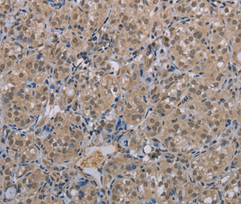 MGLL Antibody