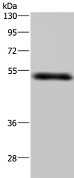 MST4 Antibody