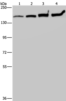 MYBBP1A Antibody