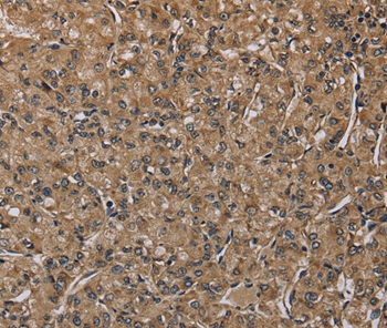 NLRP4 Antibody