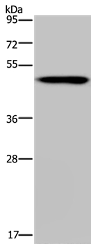 NDUFS2 Antibody