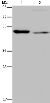 NUCB2 Antibody