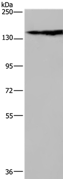 NEFM Antibody