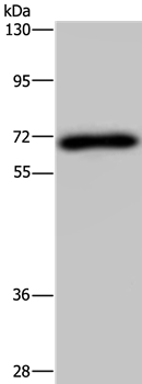 NMT1 Antibody