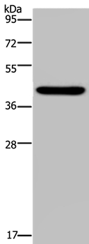 NPHS2 Antibody