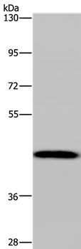 CYP1A2 Antibody