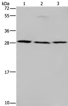 TP53INP1 Antibody