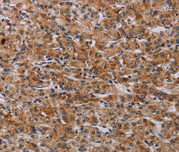 F2RL2 Antibody