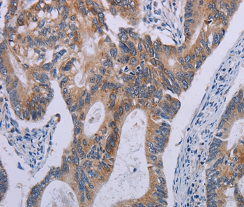 F2RL2 Antibody