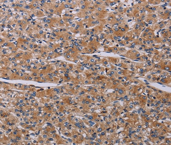 PARP4 Antibody