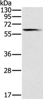 SLC45A3 Antibody